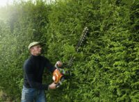 A man trimming a tall hedge with a motorized hedge trimmer.
