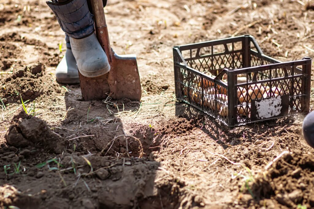 farmer man boot on spade prepare for digging. box of potatoes for planting. Sprouted potatoe with