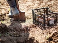 farmer man boot on spade prepare for digging. box of potatoes for planting. Sprouted potatoe with