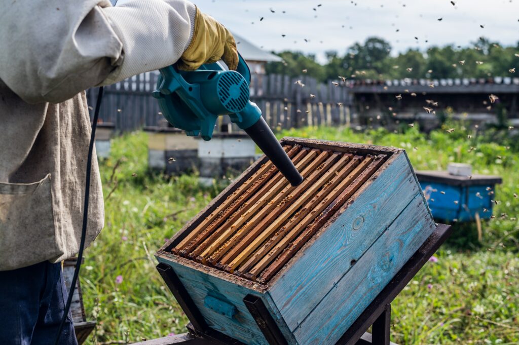 The beekeeper blows out bees from hive with blower to remove honeycomb