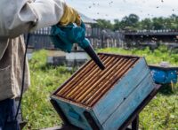 The beekeeper blows out bees from hive with blower to remove honeycomb