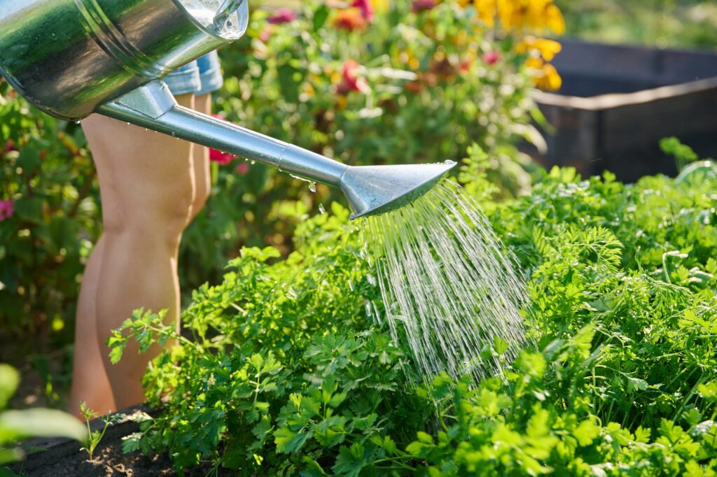 Woman watering a garden bed with watering can