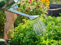 Woman watering a garden bed with watering can