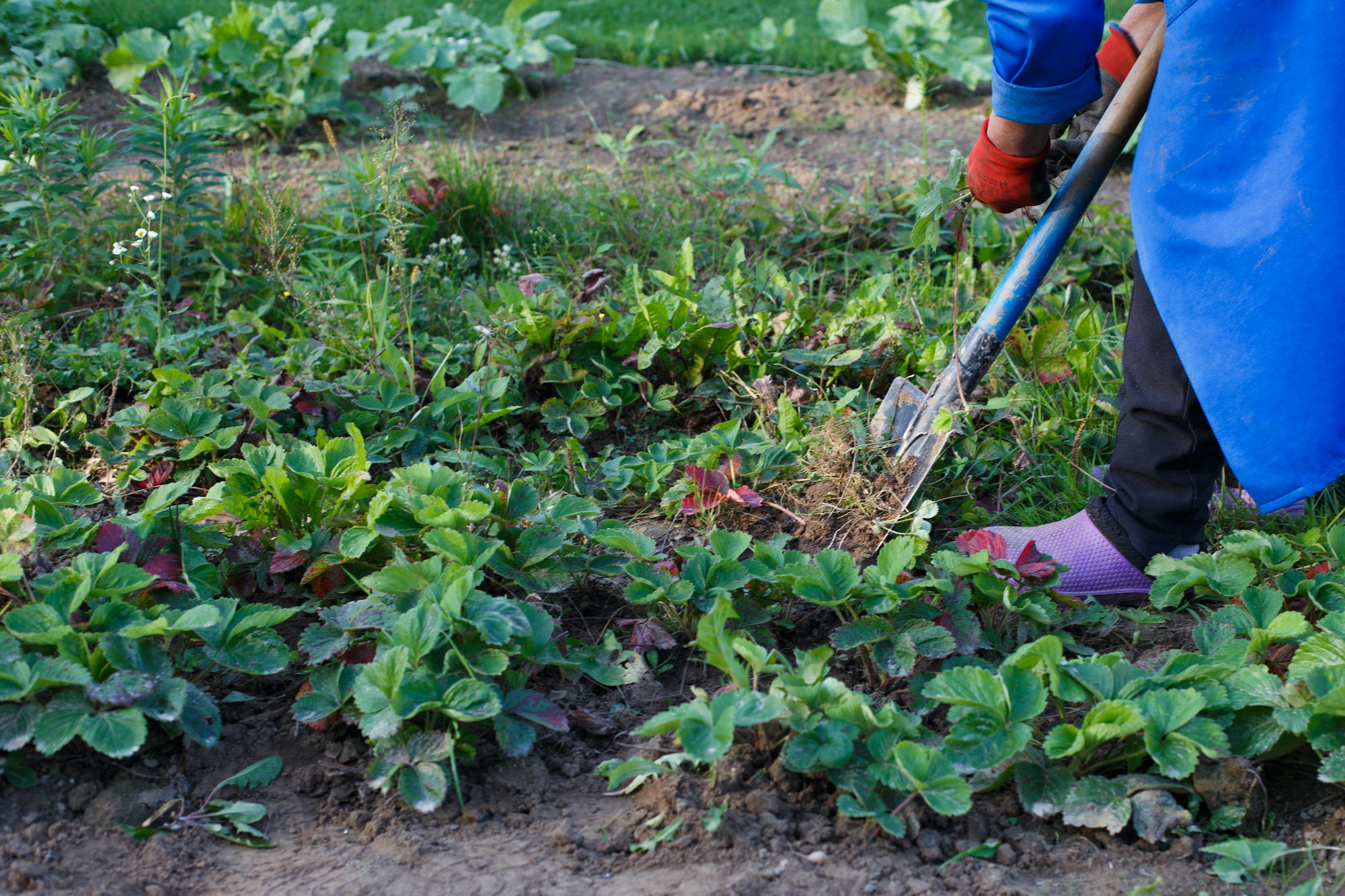 La houe oscillante pour le désherbage de votre jardin