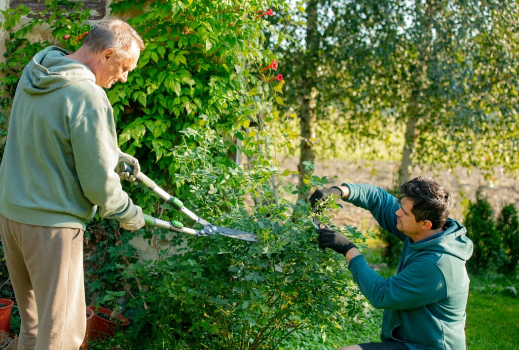 Father and son cutting bushes in a garden in autumn