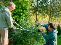 Father and son cutting bushes in a garden in autumn