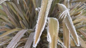 plante en hiver
